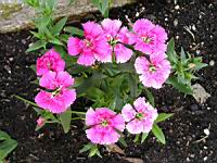 Oeillet (3) (Photo F. Mrugala)